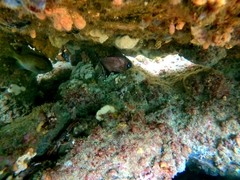 Pempheris multiradiata