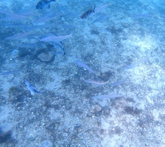 Dinolestes lewini