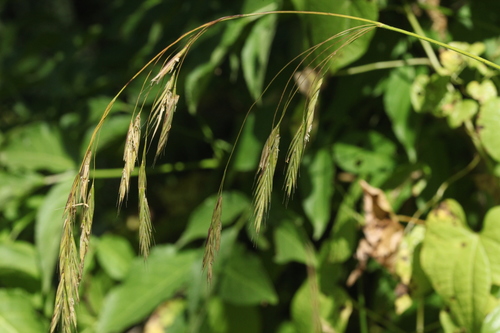 Bromus benekenii (Lange) Trimen