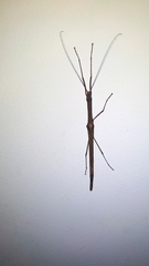 Sosibia