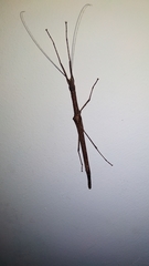 Sosibia