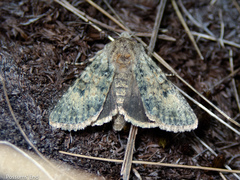 Ichneutica cuneata