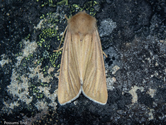 Ichneutica ceraunias