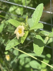 Sida alba