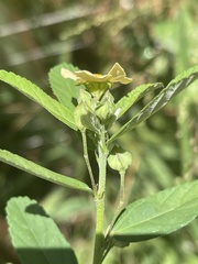 Sida alba