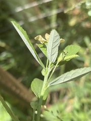 Sida alba