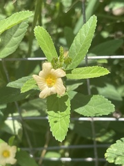 Sida alba