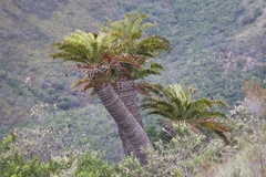 Encephalartos longifolius
