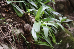 Ledebouria nitida