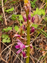 Dipodium campanulatum