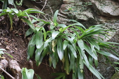 Ledebouria nitida