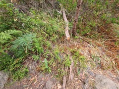 Dipodium campanulatum