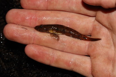 Glossogobius callidus