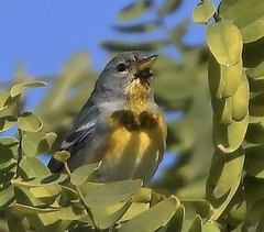 Setophaga americana