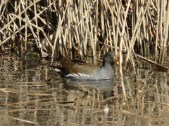 Gallinula chloropus