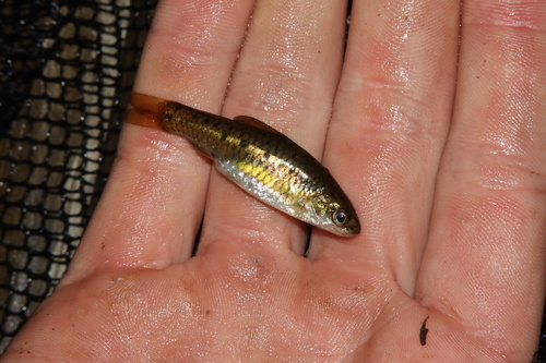 Goldie barb (Enteromius pallidus) — Cyprinidae — 3