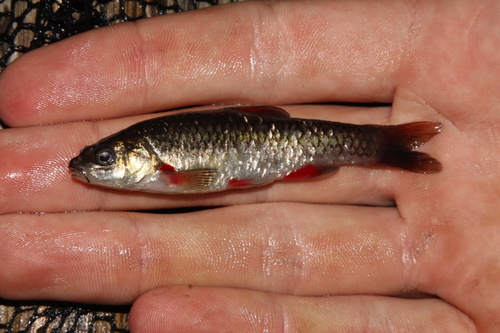 Eastern Cape redfin (Pseudobarbus afer) — Cyprinidae — 2
