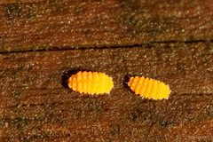 Bilobella aurantiaca