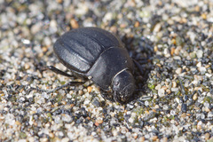 Erodius siculus neapolitanus