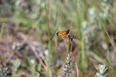 Pardopsis punctatissima