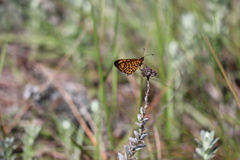 Pardopsis punctatissima