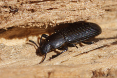 Menephilus cylindricus