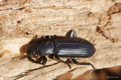 Menephilus cylindricus