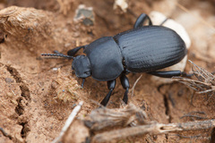 Phylan abbreviatus italicus