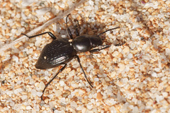 Tentyria ligurica