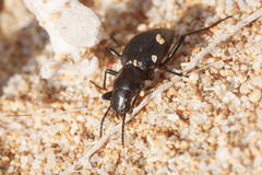Tentyria ligurica