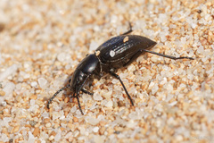 Tentyria ligurica