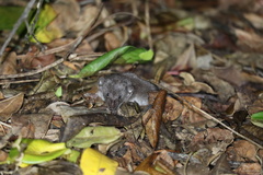 Suncus infinitesimus