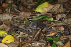 Suncus infinitesimus