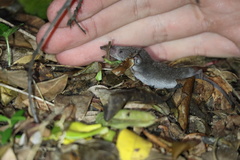 Suncus infinitesimus