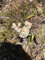 Milligania densiflora