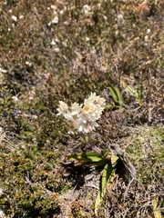 Milligania densiflora