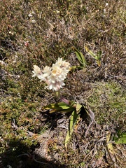 Milligania densiflora