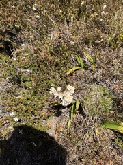 Milligania densiflora