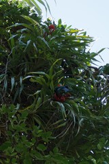 Freycinetia excelsa