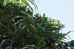 Freycinetia excelsa