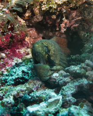 Gymnothorax breedeni
