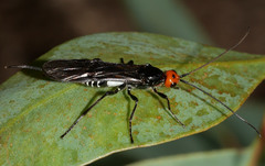 Callibracon limbatus