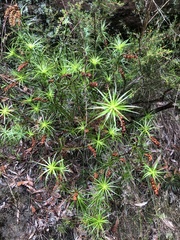 Dracophyllum secundum