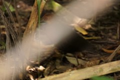 Rallina tricolor