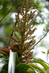 Dracophyllum elegantissimum