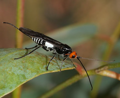 Callibracon limbatus