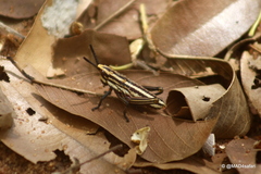 Dictyophorus griseus