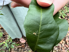 Thwaitesia nigronodosa