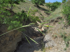 Bromus cappadocicus