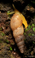 Paropeas achatinaceum